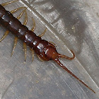 Centipede