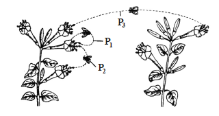 Pollination