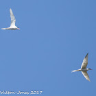 Common Tern; Charrán Común