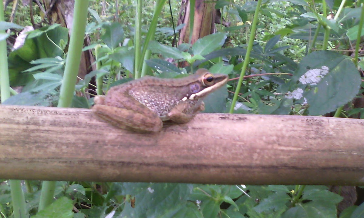 Brown Frog