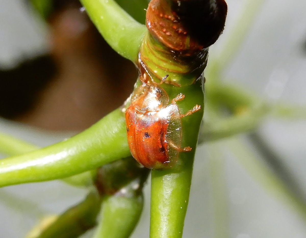 Golden Tortoise Beetle