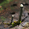 Xylaria