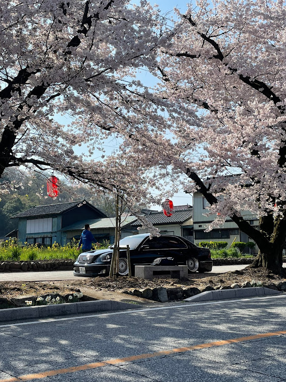 セルシオの桜・桜と愛車・朝活撮影📷・BBS SUPER-RS D'Art SPEC・bremboキャリパー✖︎ENDLEESセラミックカーボンローターに関するカスタム事例の投稿画像4枚目