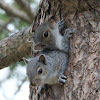 Eastern Grey Squirrel