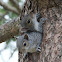 Eastern Grey Squirrel