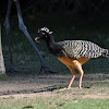 Female Bare-faced curassow