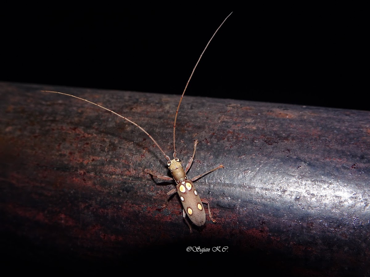 Longhorn Beetle