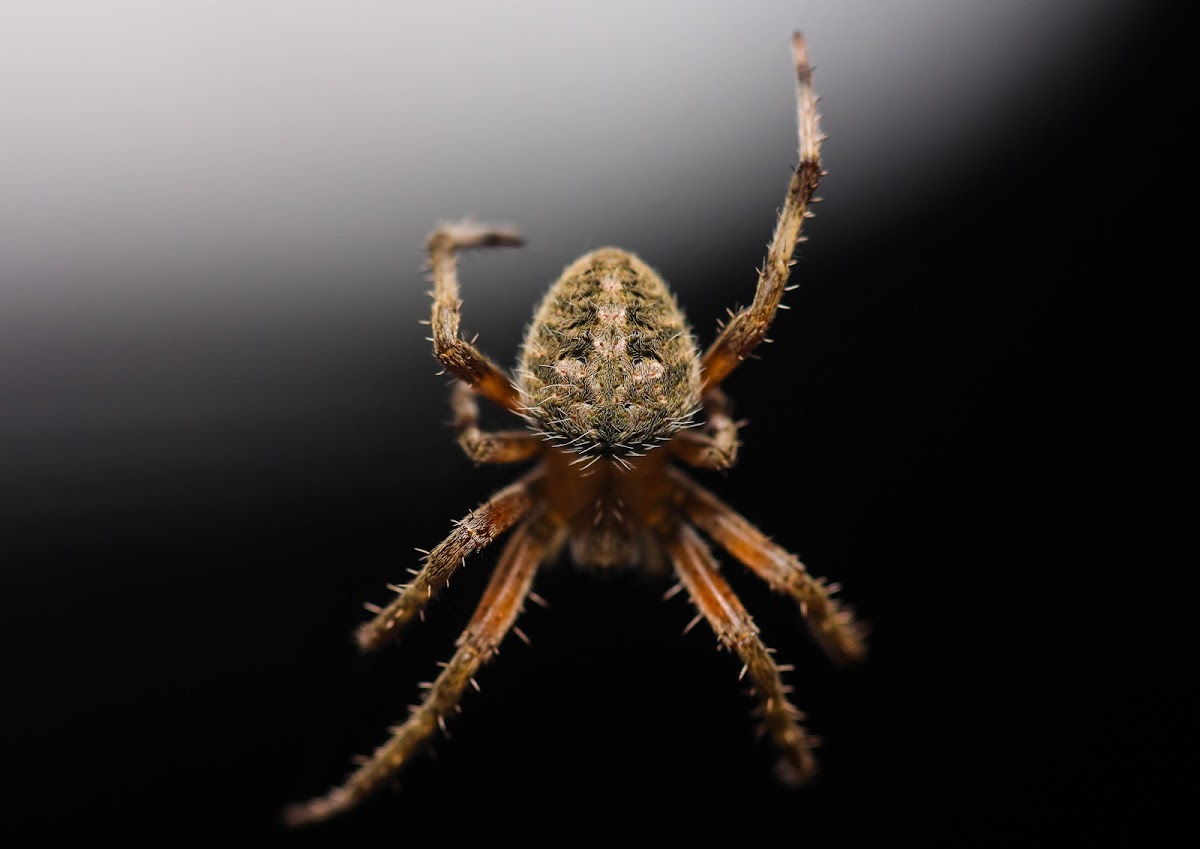 Spotted Orbweaver