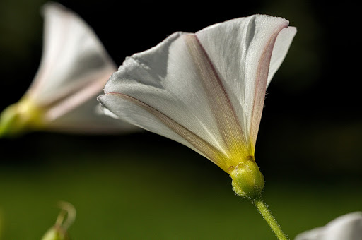 Convolvulus arvensis