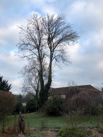 Recent tree work and hedge cutting album cover