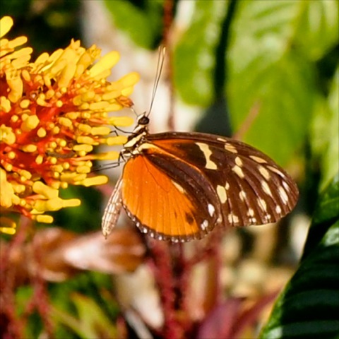 Hecale Longwing