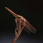 Libélula (Violet dropwing)