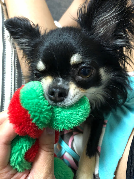 86のYouTube・愛犬紹介に関するカスタム事例の投稿画像2枚目