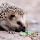 Hedgehogs HD Wallpapers Animal Theme