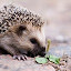 Hedgehogs HD Wallpapers Animal Theme