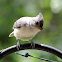 Tufted Titmouse