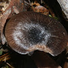 Entoloma