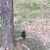 Eastern Black Squirrel