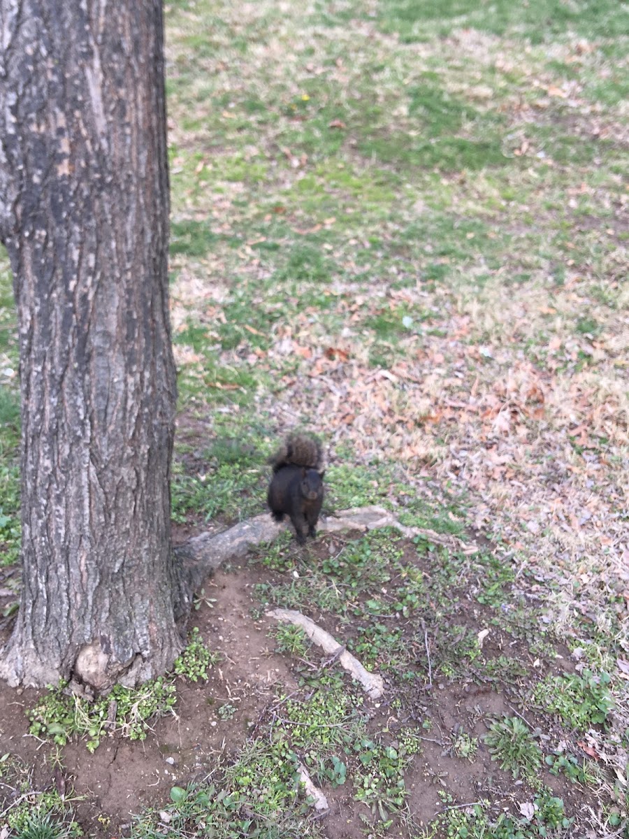 Eastern Black Squirrel