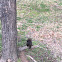 Eastern Black Squirrel