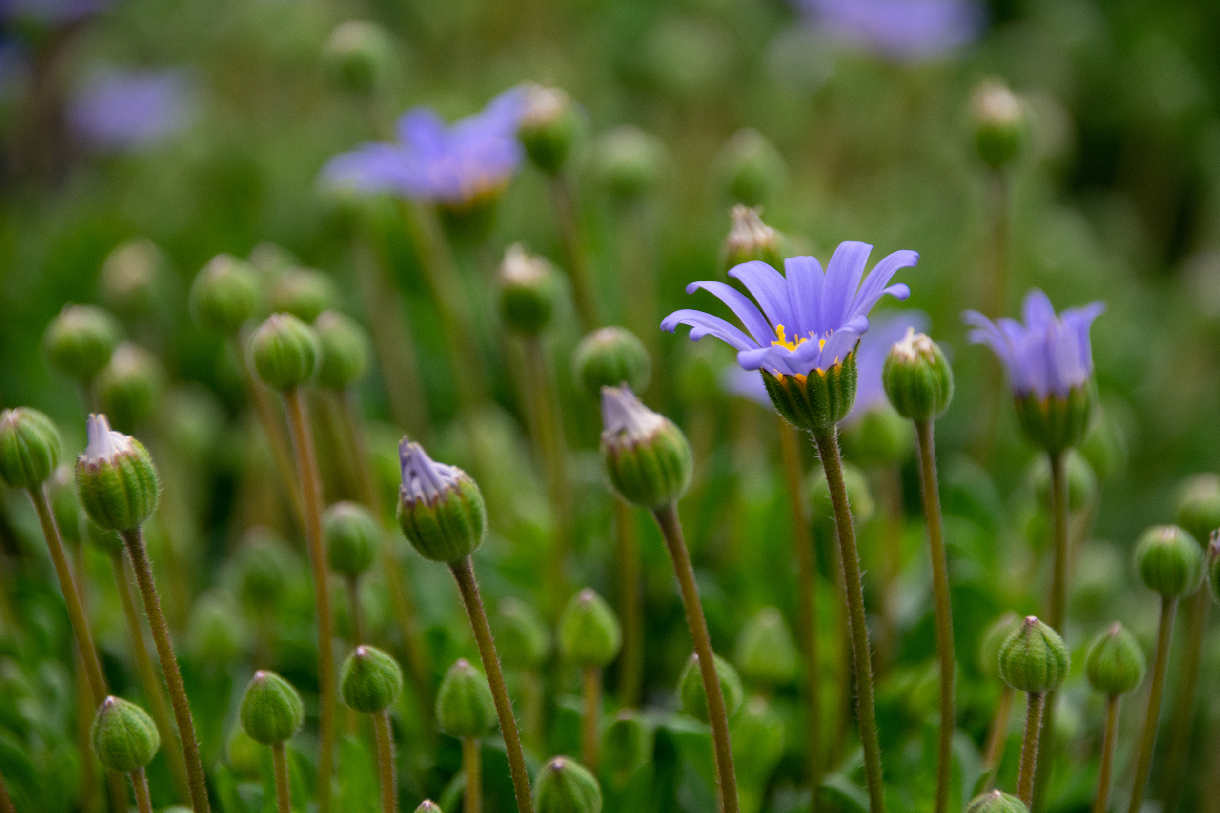 piccoli fiori di marzo di Zerosedici