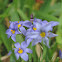 Blue-eyed Grass