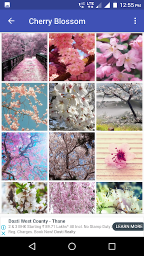 Cherry Blossom Wallpaper HD