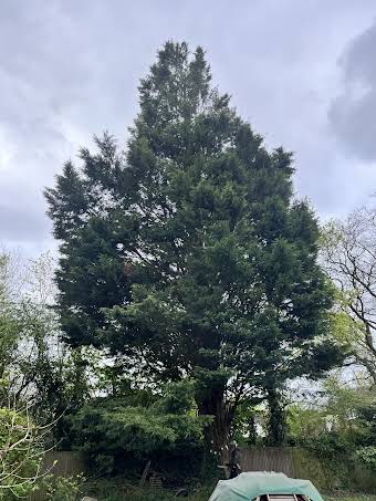 Removal of Large Conifer album cover