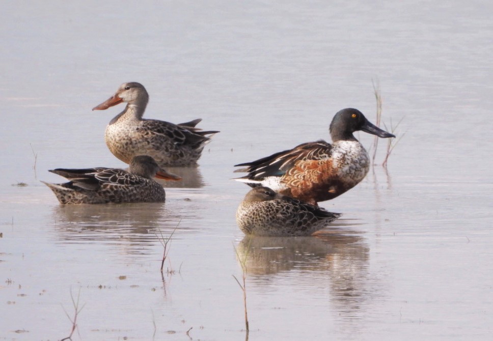 Northern shoveler