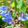 Virginia Bluebells