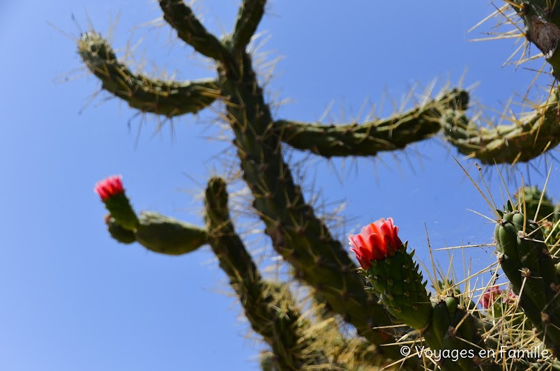  Lagos - cactus