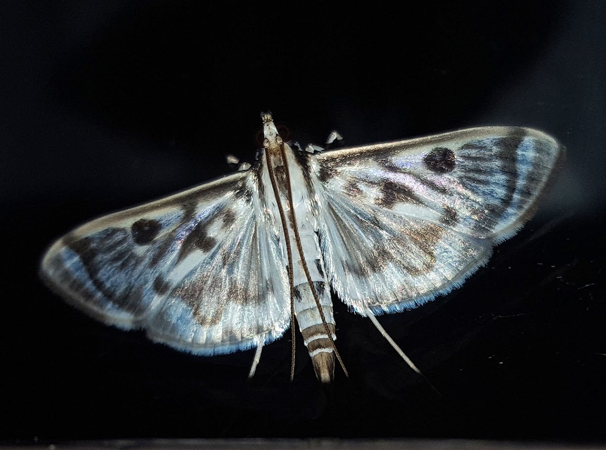 Grass Moth