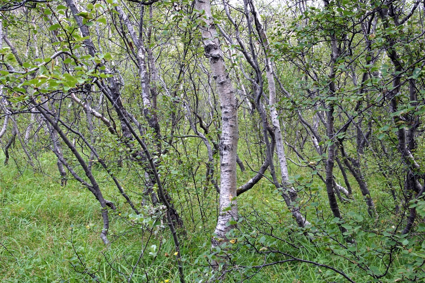 Исландия - родина слонов (архипелаг Vestmannaeyjar, юг, север, запад и Центр Пустоты)