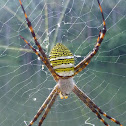 Oval St. Andrew's Cross Spider