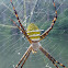 Oval St. Andrew's Cross Spider