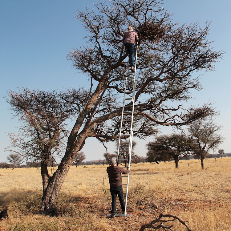 Attie Kemp and Angus Anthony set up the ladder.