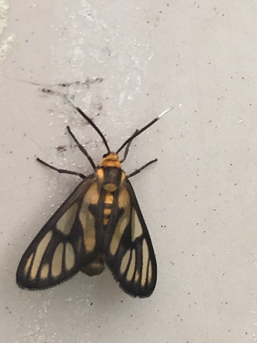 Wasp Moth