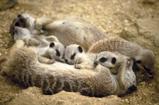 Cute Meerkats Wallpapers FREE