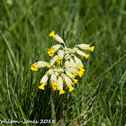 Cowslip