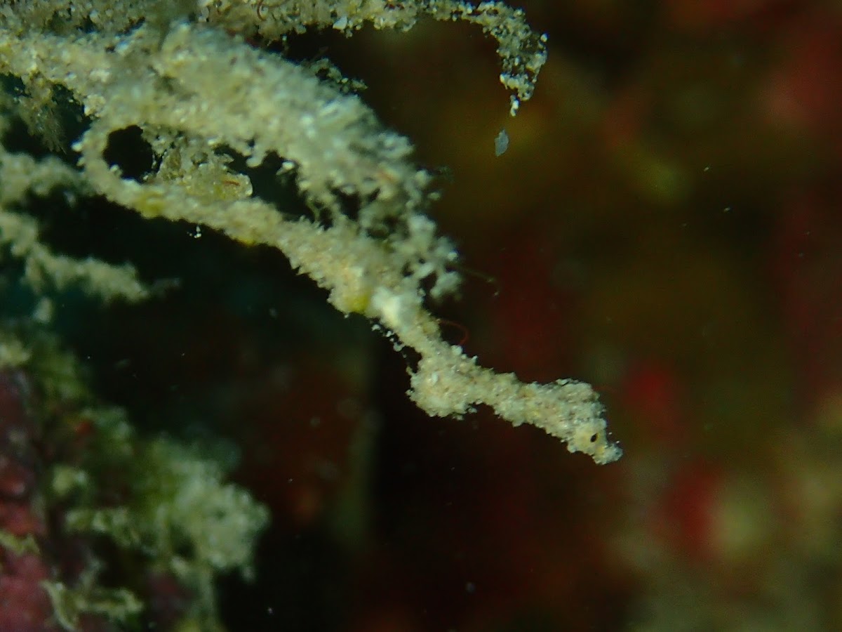 Lembeh Sea Dragon