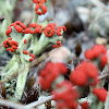 British Soldiers Lichen