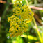 Yellow bedstraw