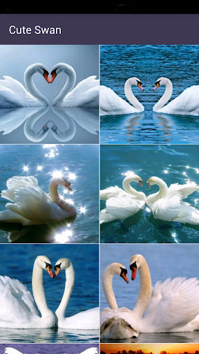 免費下載個人化APP|Swan Wallpapers-Beautiful Free app開箱文|APP開箱王