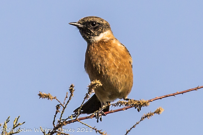 Stonechat