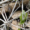 Eastern Stripe bellied sand snake