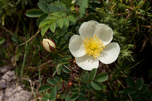 Rosa pimpinellifolia