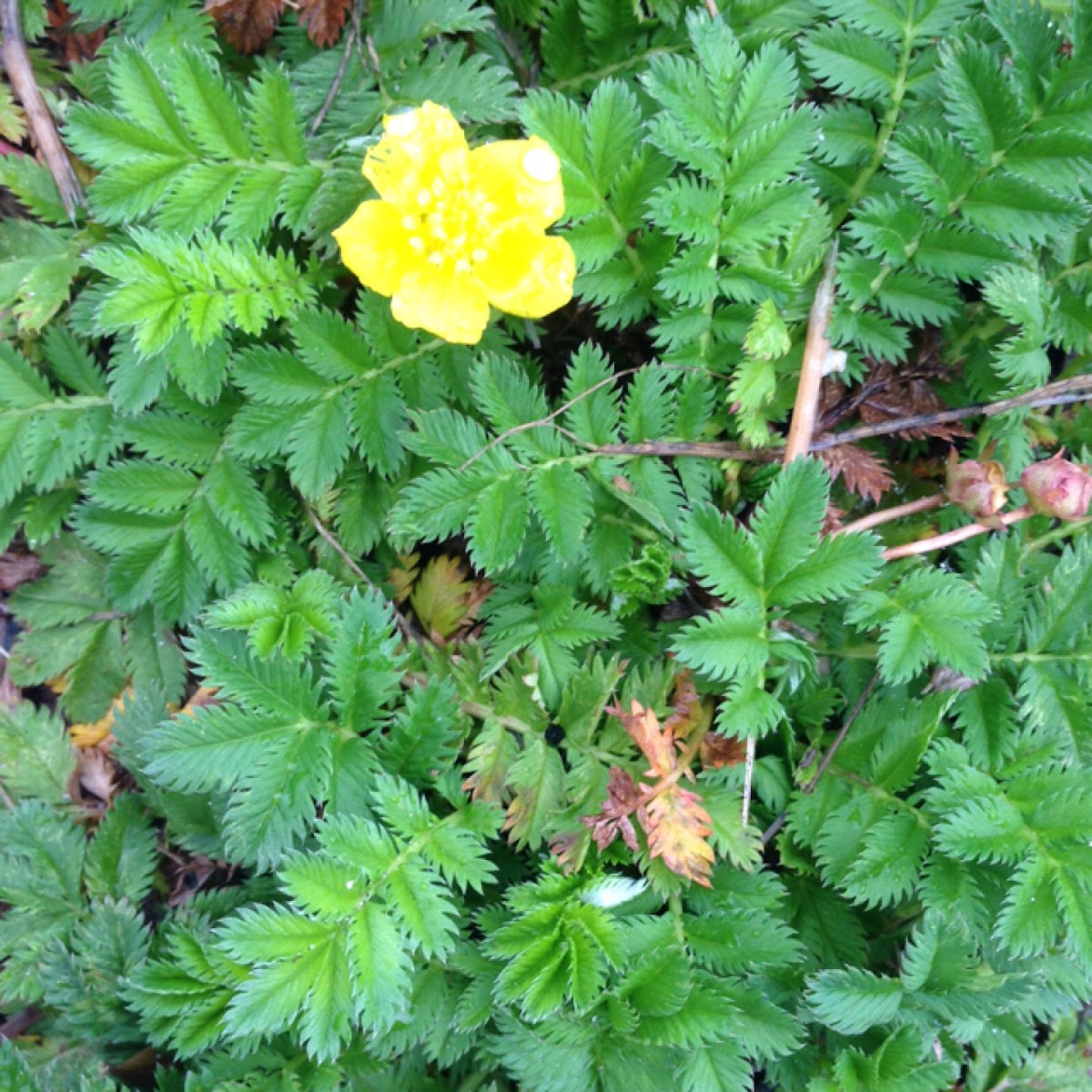 Silverweed