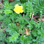 Silverweed