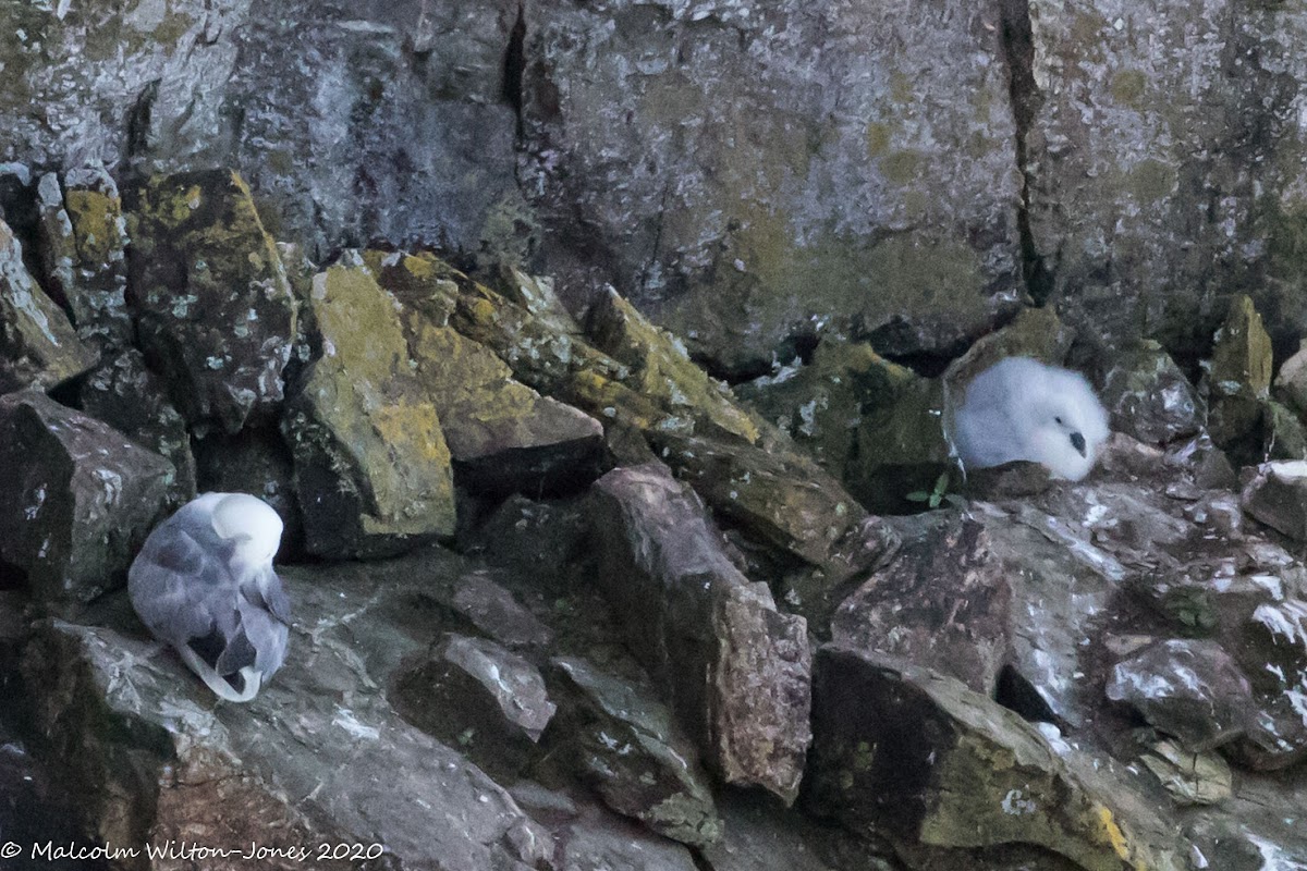 Fulmar