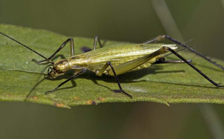 Grasshopper